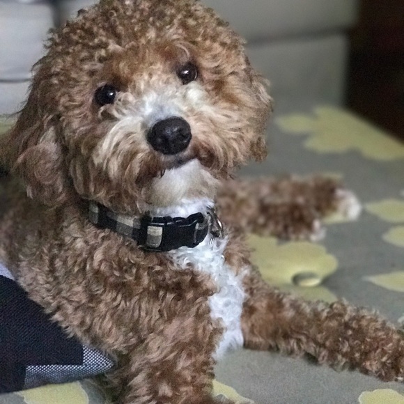 Meet your Posher, Jennifer - Picture 1 of 1